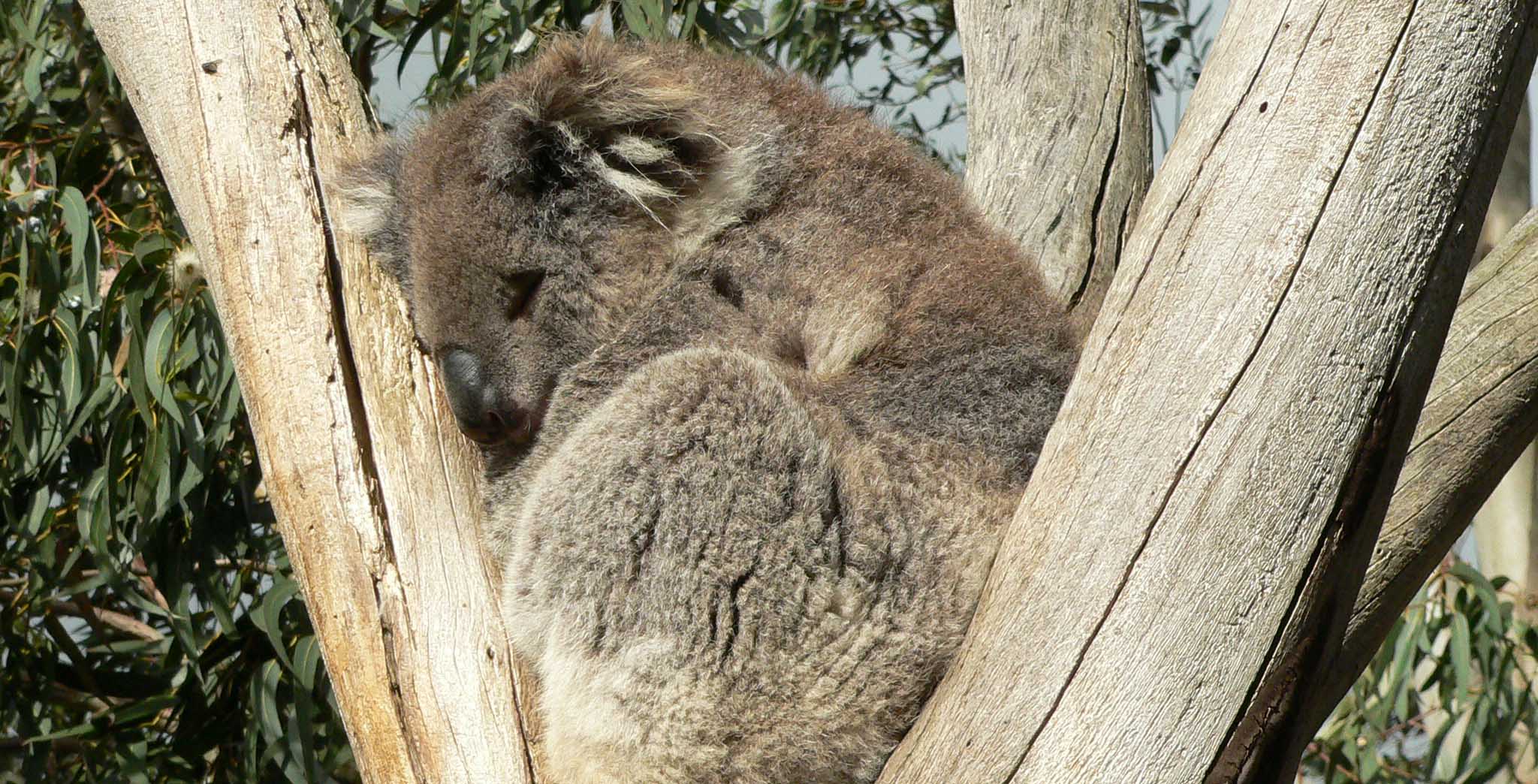 Australia koala