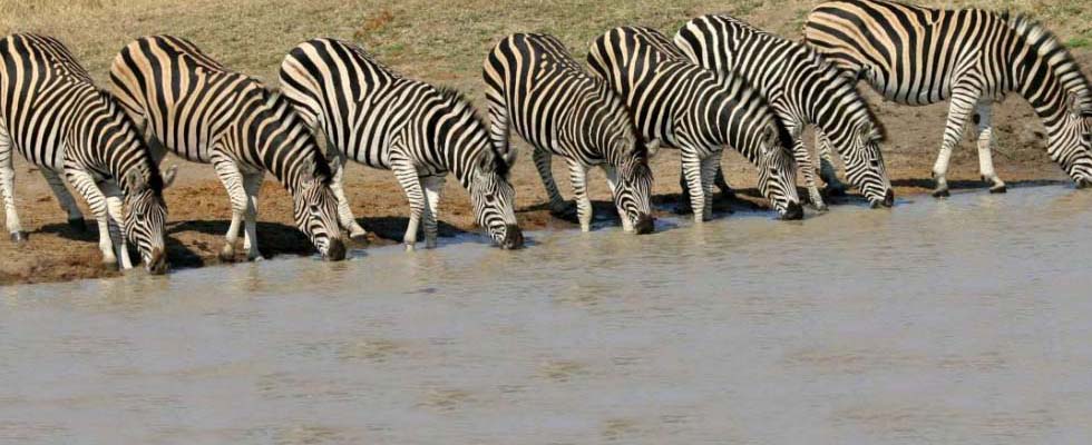 Sud Africa - Zebre